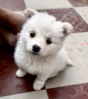 Pomeranian Puppies for sale in Benipur -Sarnath Rd, Benipur, Danganj, Varanasi, Uttar Pradesh 221007, India. price: 5500 INR