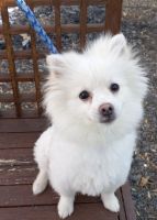 Pomeranian Puppies for sale in Burtonsville, MD, USA. price: NA