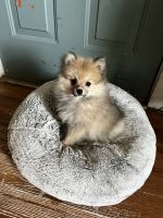 Pomeranian Puppies for sale in Mt Morris, PA 15349, USA. price: NA