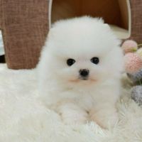Pomeranian Puppies for sale in Mammoth Lakes, CA 93546, USA. price: NA