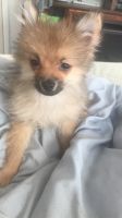 Pomeranian Puppies for sale in Bell Gardens, CA 90201, USA. price: NA