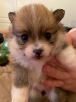 Pomeranian Puppies for sale in Hutto, TX 78634, USA. price: NA