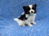 Pomeranian Puppies for sale in Hacienda Heights, CA, USA. price: NA