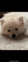 Pomeranian Puppies for sale in Spartanburg County, SC, USA. price: NA