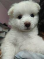 Pomeranian Puppies for sale in Hyderabad, Telangana, India. price: 10000 INR