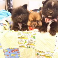 Pomeranian Puppies for sale in Hoffman Estates, IL, USA. price: NA