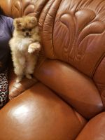 Pomeranian Puppies for sale in Milltown, NJ, USA. price: NA