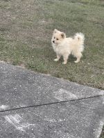 Pomeranian Puppies for sale in Valrico, FL, USA. price: NA
