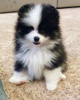 Pomeranian Puppies for sale in Los Angeles County, CA, USA. price: NA