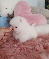 Pomeranian Puppies for sale in Austin, TX, USA. price: NA