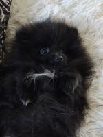 Pomeranian Puppies for sale in Foster City Rd, Foster City, MI, USA. price: NA