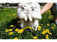 Pomeranian Puppies for sale in 8020 Beverly Blvd, Los Angeles, CA 90048, USA. price: NA