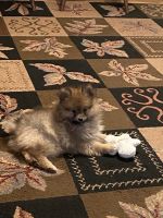 Pomeranian Puppies for sale in Ringgold, GA 30736, USA. price: NA