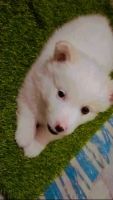 Pomeranian Puppies for sale in Sector 19, Panchkula, Haryana 140603, India. price: 6500 INR