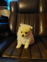 Pomeranian Puppies for sale in Pensacola, FL, USA. price: NA