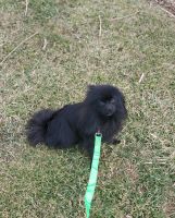 Pomeranian Puppies for sale in Ontario, OH, USA. price: NA