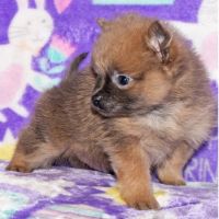 Pomeranian Puppies for sale in Herndon, VA 20170, USA. price: NA
