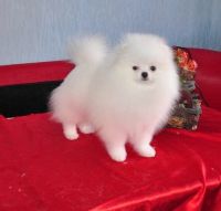 Pomeranian Puppies for sale in New York, NY 10011, USA. price: NA