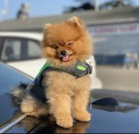 Pomeranian Puppies for sale in Los Angeles, CA, USA. price: NA