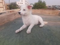 Pomeranian Puppies for sale in Hyderabad, Telangana, India. price: 5000 INR