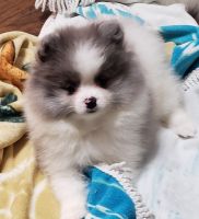 Pomeranian Puppies for sale in Tenino, WA 98589, USA. price: NA