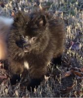 Pomeranian Puppies for sale in Atlanta, GA, USA. price: NA