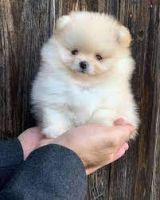 Pomeranian Puppies for sale in 2110 N Yarbrough Dr, El Paso, TX 79925, USA. price: NA