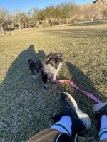 Pomeranian Puppies for sale in Las Vegas, NV, USA. price: NA
