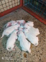 Pomeranian Puppies for sale in Pune, Maharashtra, India. price: 7000 INR