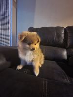 Pomeranian Puppies for sale in Highland, CA 92346, USA. price: NA