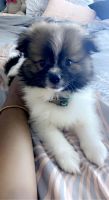 Pomeranian Puppies for sale in Crown Point, IN 46307, USA. price: NA