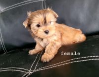 Pomeranian Puppies for sale in Liberty, TX, USA. price: NA