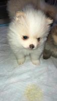 Pomeranian Puppies for sale in San Diego, CA 92154, USA. price: NA
