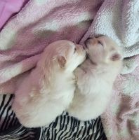 Pomeranian Puppies for sale in Denton, TX, USA. price: NA