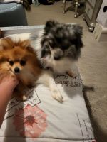 Pomeranian Puppies for sale in Denver, CO 80234, USA. price: NA