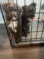Pomeranian Puppies for sale in Sacramento, CA 95838, USA. price: NA