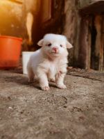 Pomeranian Puppies for sale in Kochi, Kerala, India. price: 4760 INR