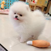 Pomeranian Puppies for sale in Austin, TX, USA. price: NA