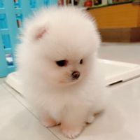 Pomeranian Puppies for sale in Los Angeles County, CA, USA. price: NA