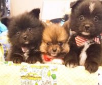 Pomeranian Puppies for sale in Hoffman Estates, IL, USA. price: NA