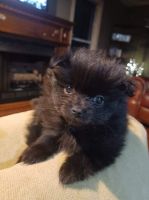 Pomeranian Puppies for sale in Mendenhall, MS 39114, USA. price: NA