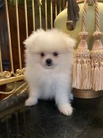 Pomeranian Puppies for sale in Chico, TX 76431, USA. price: NA
