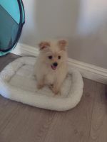 Pomeranian Puppies for sale in Irwindale, CA 91702, USA. price: NA