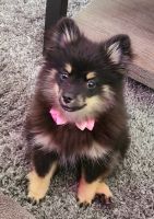 Pomeranian Puppies for sale in Loveland, CO, USA. price: NA