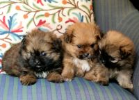 Pomeranian Puppies for sale in Gurugram, Haryana, India. price: 18000 INR