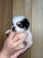 Pomeranian Puppies for sale in 1405 Quail Run, LaBelle, FL 33935, USA. price: NA