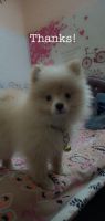 Pomeranian Puppies for sale in Ahmedabad, Gujarat, India. price: 25000 INR
