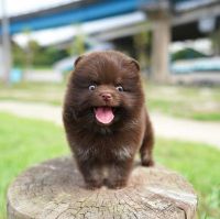 Pomeranian Puppies for sale in Irving, TX, USA. price: NA