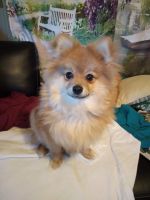 Pomeranian Puppies for sale in 593 Piney Hill Rd, Chatsworth, GA 30705, USA. price: NA