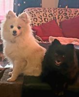 Pomeranian Puppies for sale in Reno, NV, USA. price: NA
